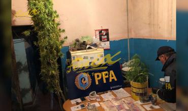 Secuestran dosis de LSD, cocaína, dos plantas de cannabis y marihuana. Hay seis personas detenidas