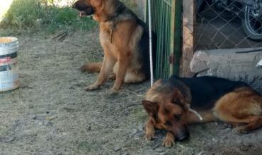 Insólito: Sospechan que comisario se "robó" dos perros ovejeros alemanes