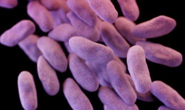 Alerta por la resistencia a los antibióticos: sólo en Europa las superbacterias matan a 33.000 personas al año