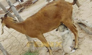Video viral: Una cabra amamanta a un perro en Ulapes