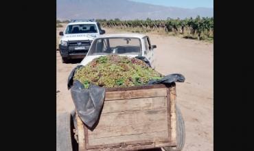 Los Sarmientos: un hombre sustrajo gran cantidad de uvas de la finca en la que prestaba servicios 