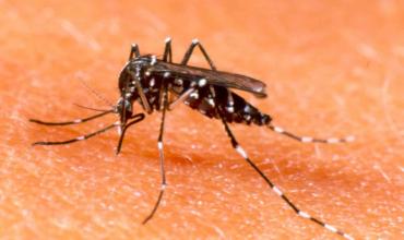 Alerta por la continuidad del brote del dengue: “El mosquito no dará descanso, hay que prepararse para los próximos días” 