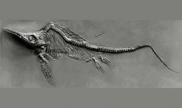Encontraron fósiles de un gigantesco reptil marino en Inglaterra