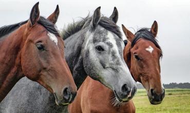 Mar del Plata: por la crisis, faenan caballos para hacer milanesas, chorizos y hamburguesas