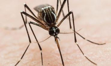 La Rioja sumó 200 nuevos casos de dengue 