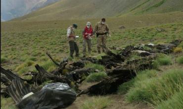 Ante la muerte masiva de cóndores por envenenamiento, piden una ley de trazabilidad de agroquímicos