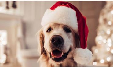 Cómo cuidar a las mascotas de la pirotecnia en Navidad