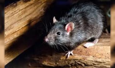 Alerta hantavirus: una mujer murió y hay 24 personas aisladas