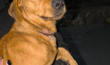 Allanan una vivienda en Chilecito y rescatan un perro maltratado