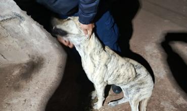 Entrega voluntaria de un perro tras denuncia por maltrato en barrio San Cayetano