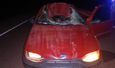 Una familia resultó herida tras chocar contra un caballo