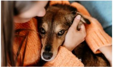 La Rioja crea registro voluntario para cuidar animales maltratados