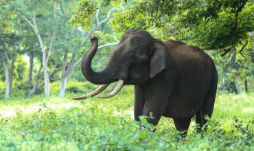 Tragedia en Zambia: dos turistas murieron tras ser atacadas por una elefanta durante un safari