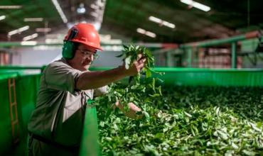 Crecieron un 16% las ventas de yerba mate en lo que va del año: el consumo interno y las exportaciones empujan al sector