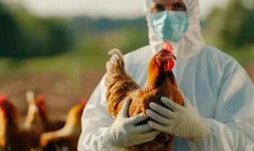 Argentina suspendió las exportaciones de productos avícolas por un brote de influenza aviar en Buenos Aires