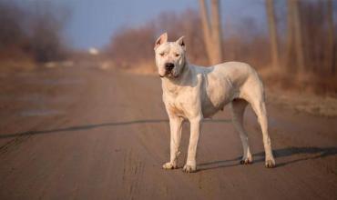 Una mujer sufrió graves lesiones tras ser atacada por dos perros de raza dogo