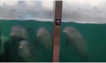 Desestimaron la denuncia por abandono animal contra el Aquarium de Mar del Plata