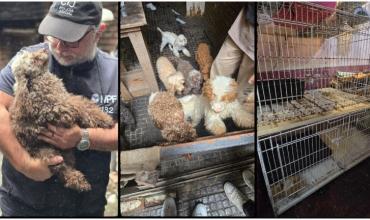 Rescataron a 14 perros caniches hacinados de un criadero ilegal en Flores