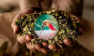 Científicos argentinos usan compuestos de la yerba mate para combatir el dengue