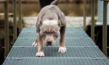 Un hombre resultó herido tras ser atacado por un perro pitbull en la Capital