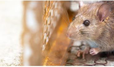 Confirmaron la muerte de un obrero por leptospirosis en Ensenada, tras la alerta por el aumento de casos